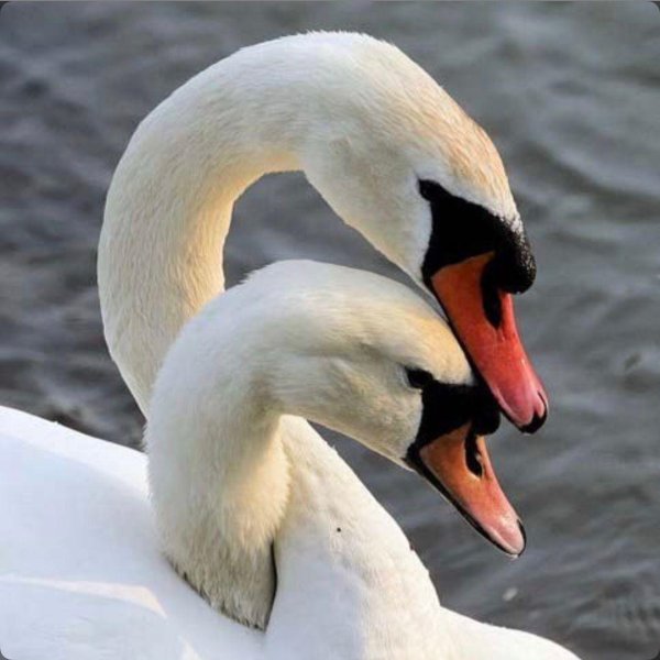 птица лебедь