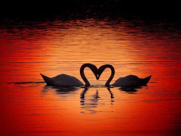 романтические лебеди