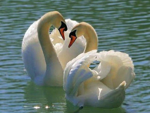влюбленные лебеди