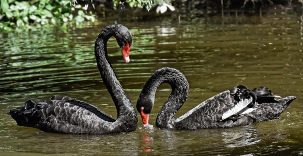 черный лебедь птица