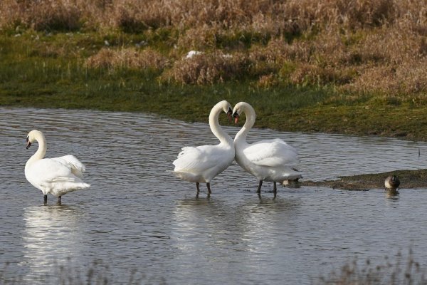 лебедь белая