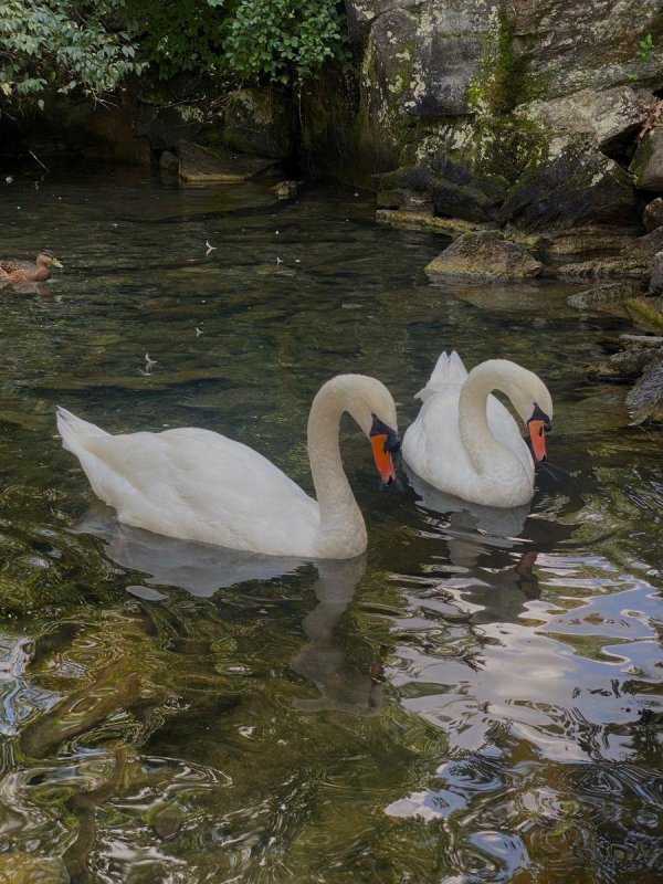 лебединый пруд елагин остров