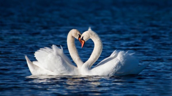 влюбленные лебеди