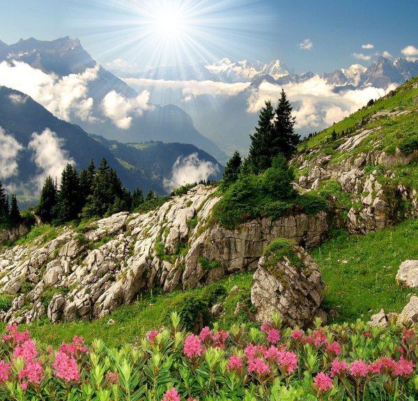 альпийские луга швейцария