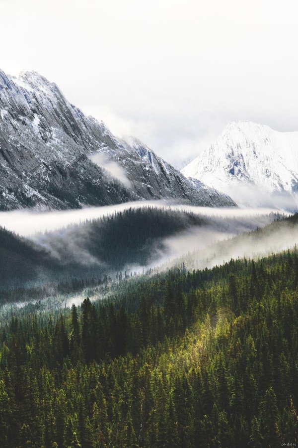 джаспер альберта