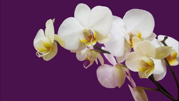 белый фаленопсис