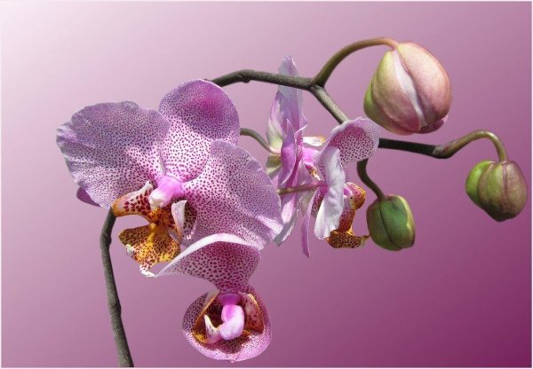 орхидея phalaenopsis
