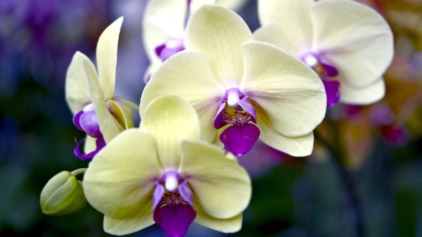 цветок орхидеи