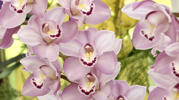 цимбидиум розовый