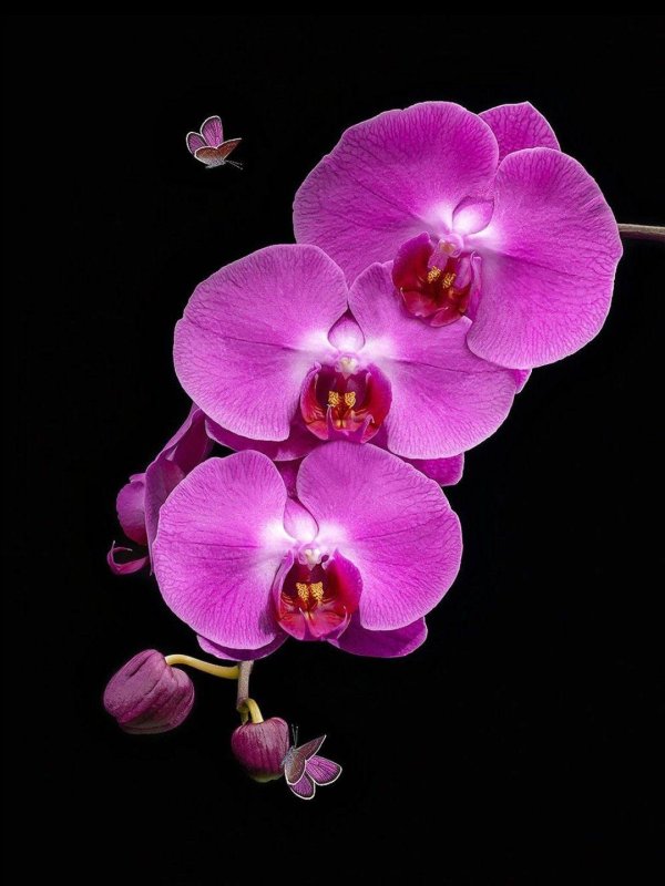 фаленопсис ingrid