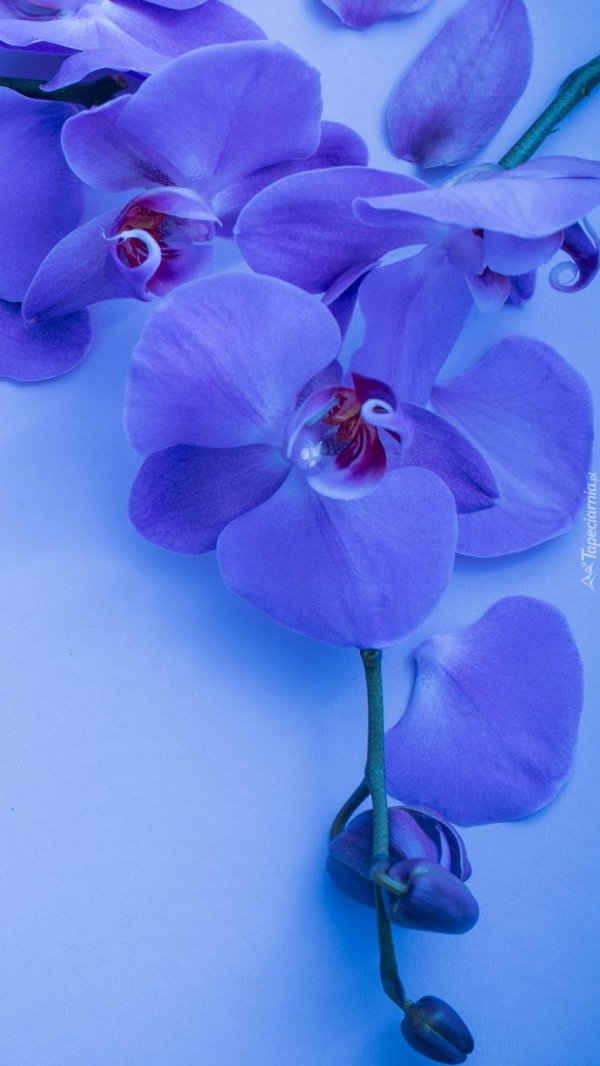 орхидеи голубые