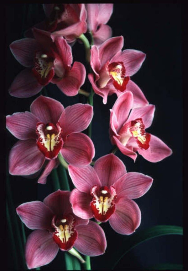 сорта орхидей цимбидиум