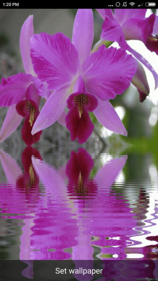 каттлея лоддигеза