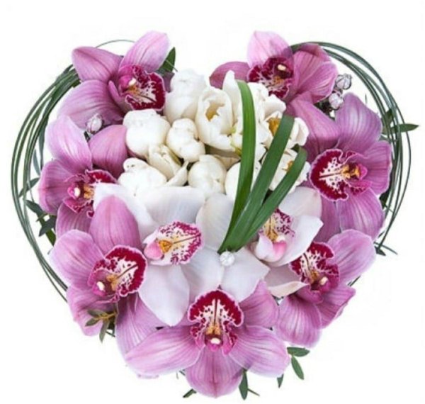 цимбидиум микс