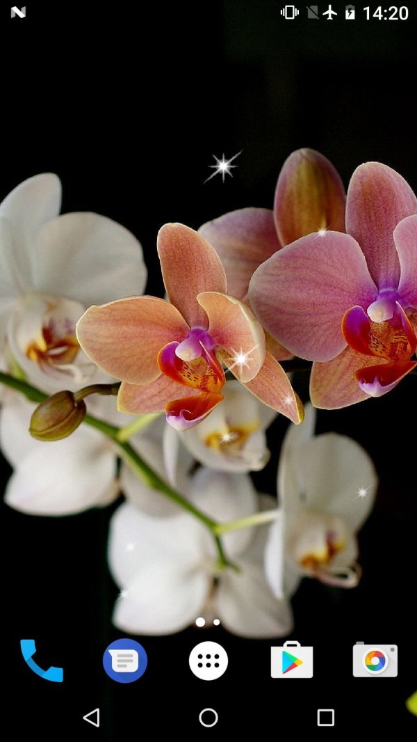 фаленопсис night beauty 182