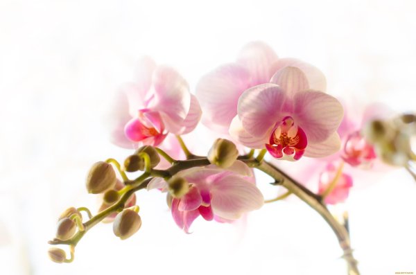 орхидея моушн