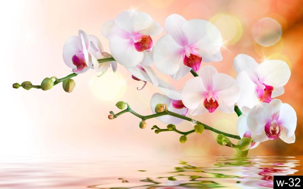 ветка орхидеи