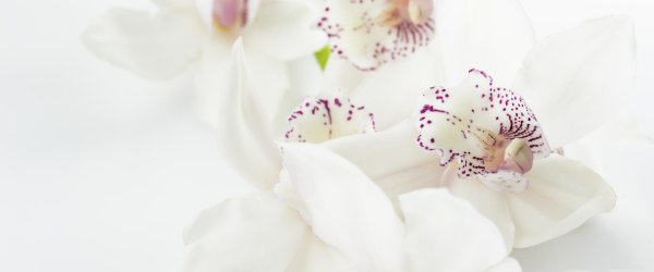 орхидеи белые