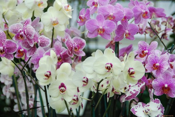 фаленопсис софия