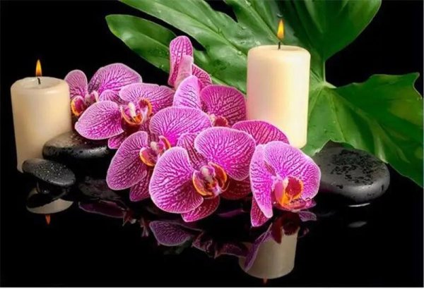 цветок орхидеи