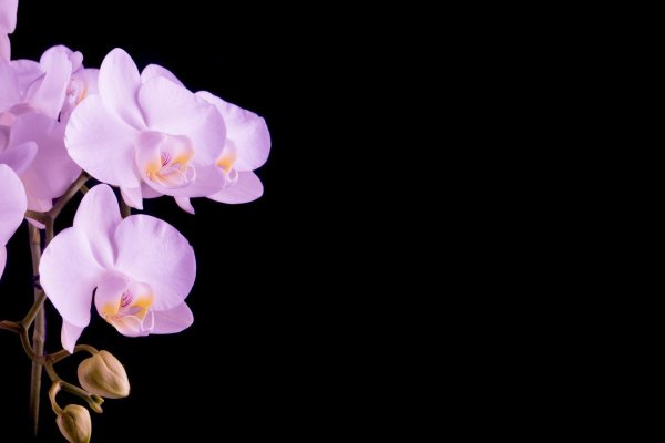 phalaenopsis orchid
