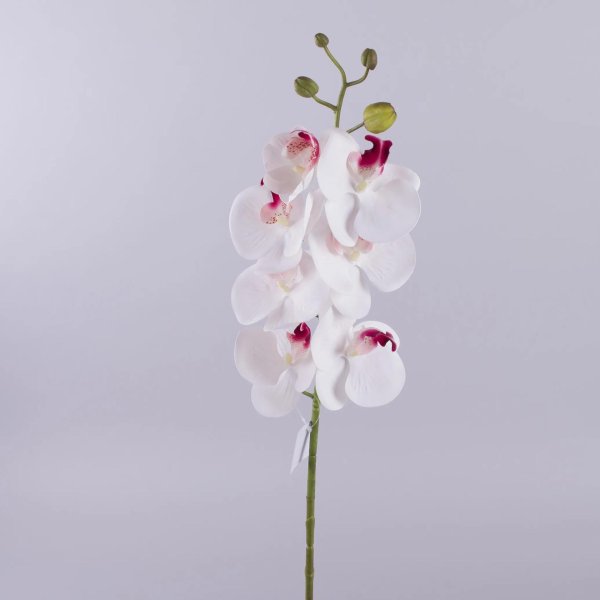 декоративная орхидея