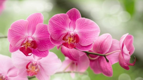 розовая орхидея