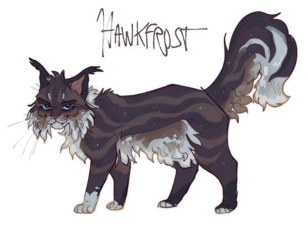 кот воители