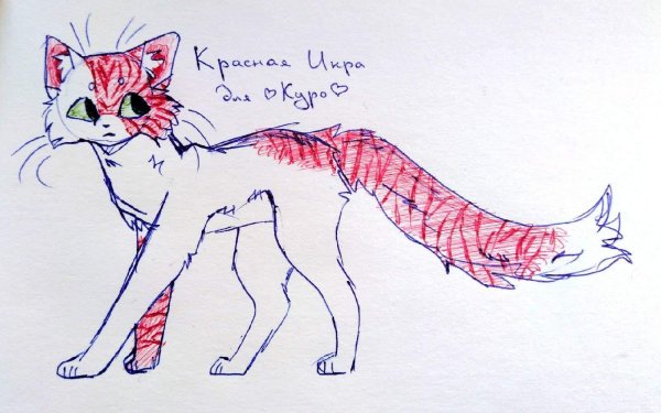 амино коты воители скет