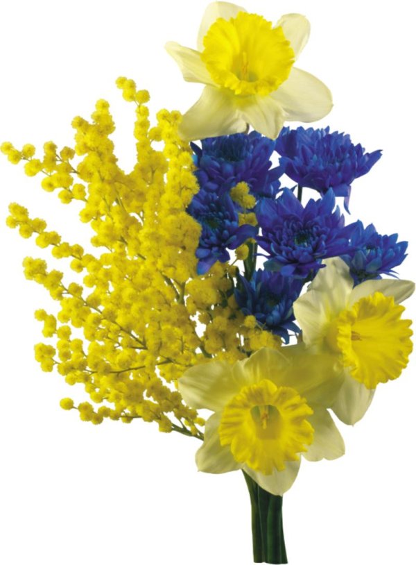 тюльпаны нарциссы и мимозы