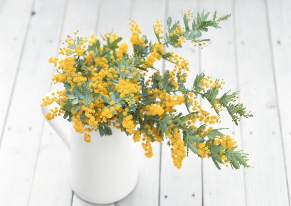 акация серебристая мимоза