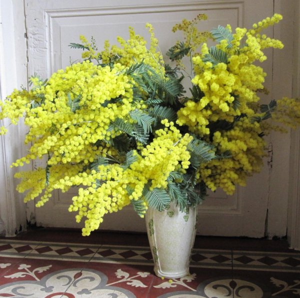 андрияки мимоза