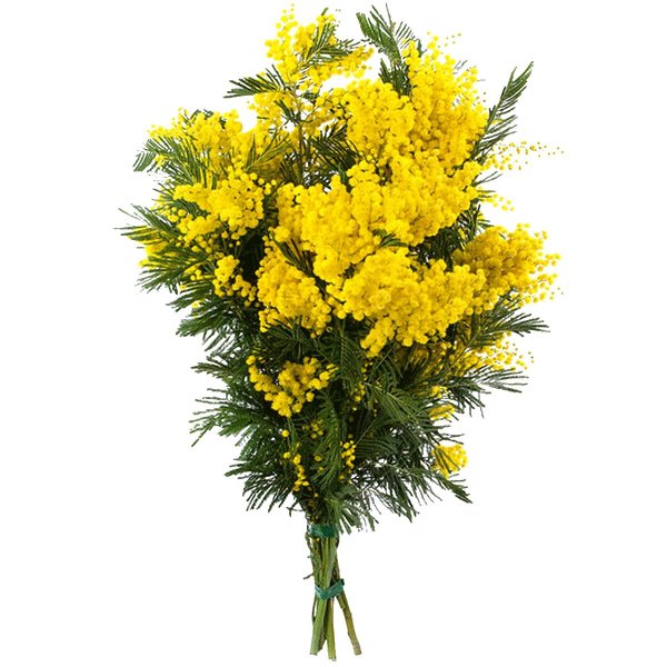 акация серебристая мимоза