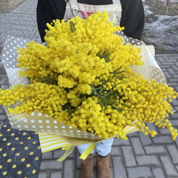 мимоза монобукет