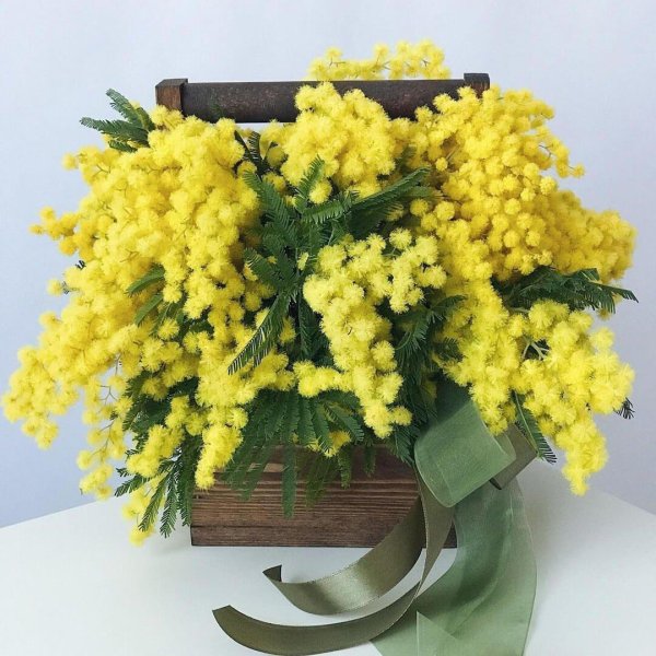 ветка мимозы