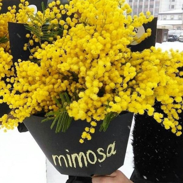 весенние цветы мимоза