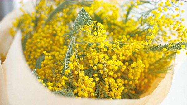 мимозы ветка мимозы