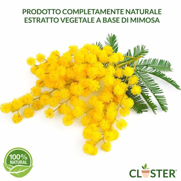 мимозы ветка мимозы