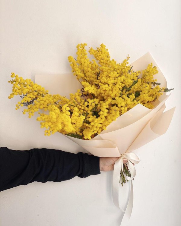 цветение мимозы в сочи