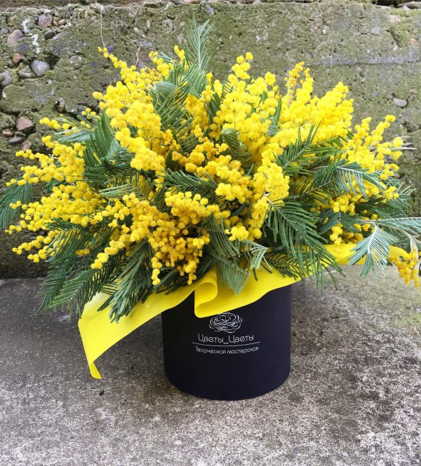 мимоза итальянская