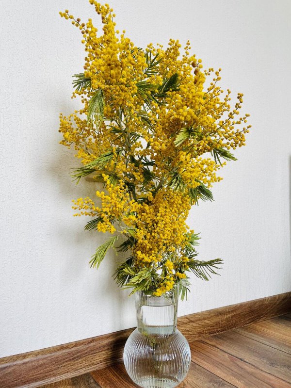 мимозы ветка мимозы