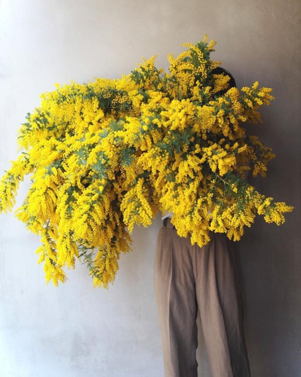 фотосессия с мимозами