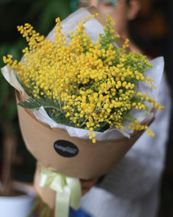 мимоза монобукет