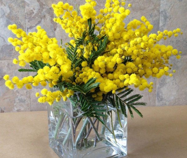 мимоза в вазе