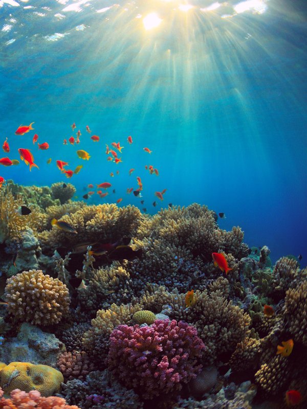 underwater coral reef