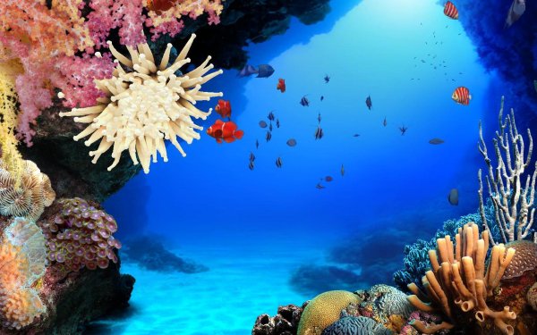 анимированные обои на рабочий стол аквариум