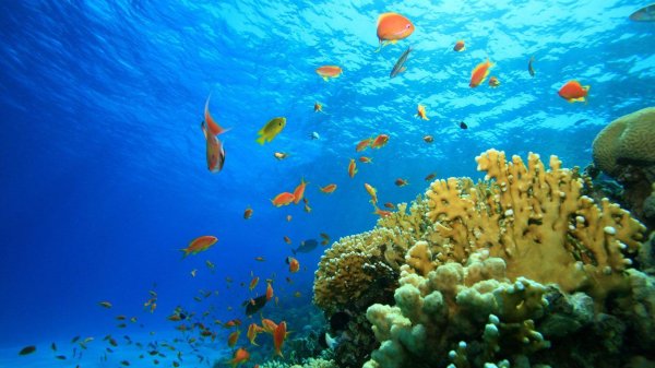 коралловые рифы