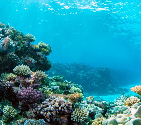 коралловые рифы