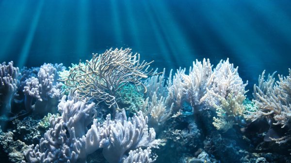 коралл montastraea