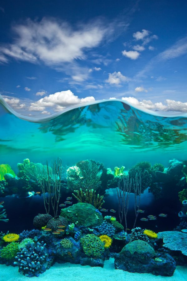 риф в океане